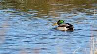 Canard colvert