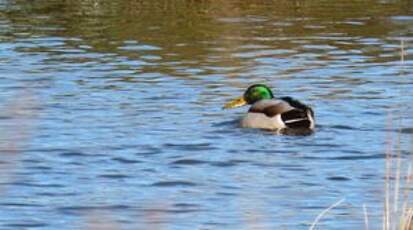 Canard colvert