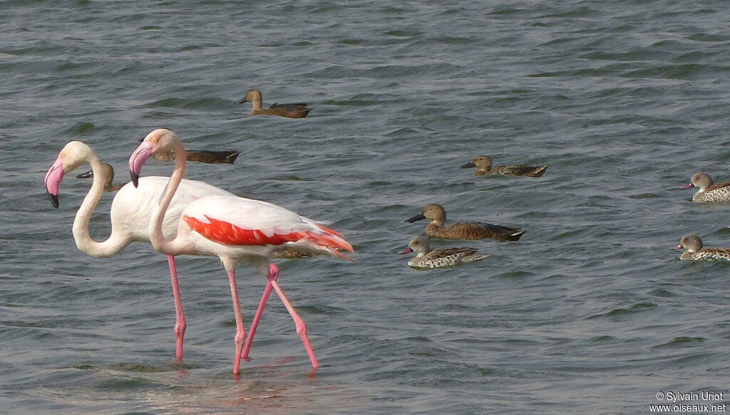 Cape Shoveler