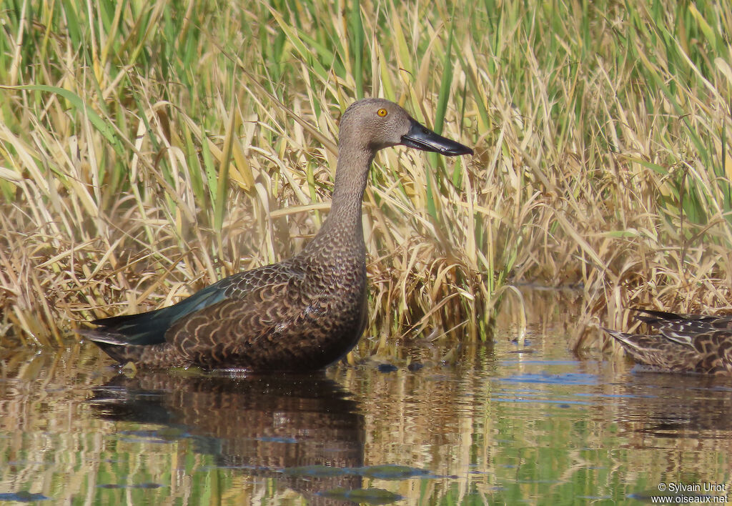 Cape Shoveler male adult