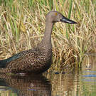 Canard de Smith