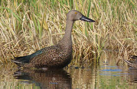 Cape Shoveler