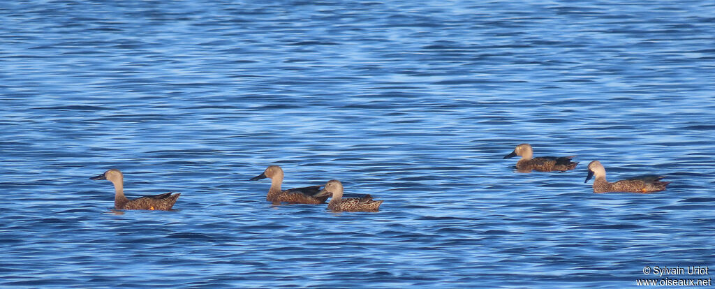 Canard de Smithadulte