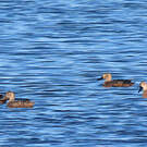 Canard de Smith