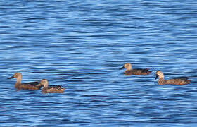 Cape Shoveler