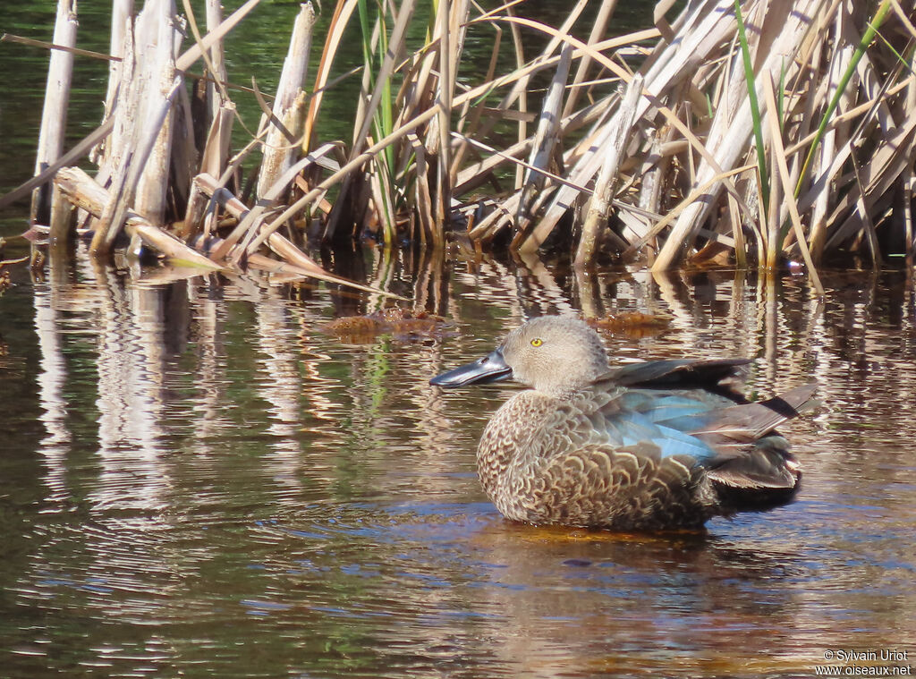 Cape Shoveler male adult