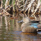 Canard de Smith