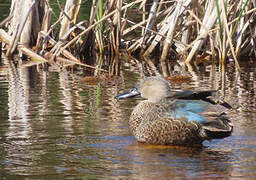 Cape Shoveler