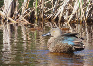 Canard de Smith