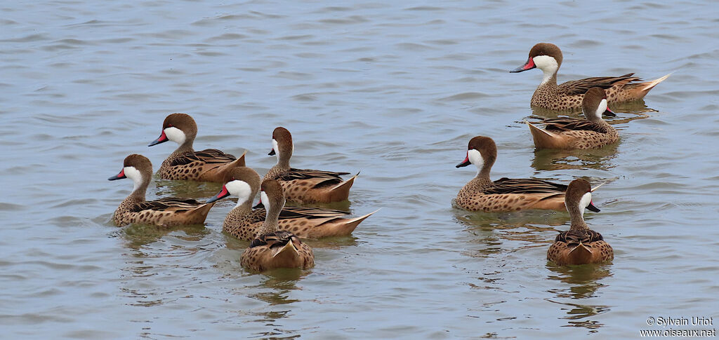 White-cheeked Pintail