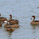 Canard des Bahamas