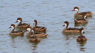 White-cheeked Pintail