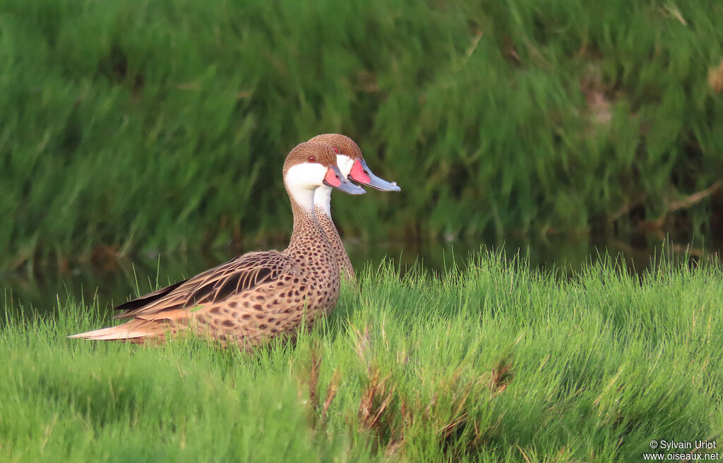 Canard des Bahamasadulte