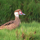 Canard des Bahamas