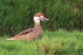 White-cheeked Pintail