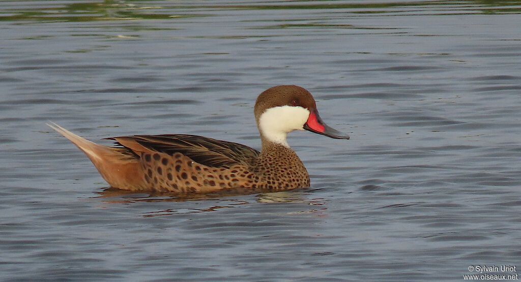 White-cheeked Pintail male adult