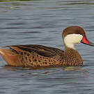 Canard des Bahamas