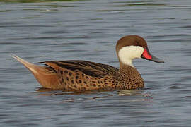 White-cheeked Pintail