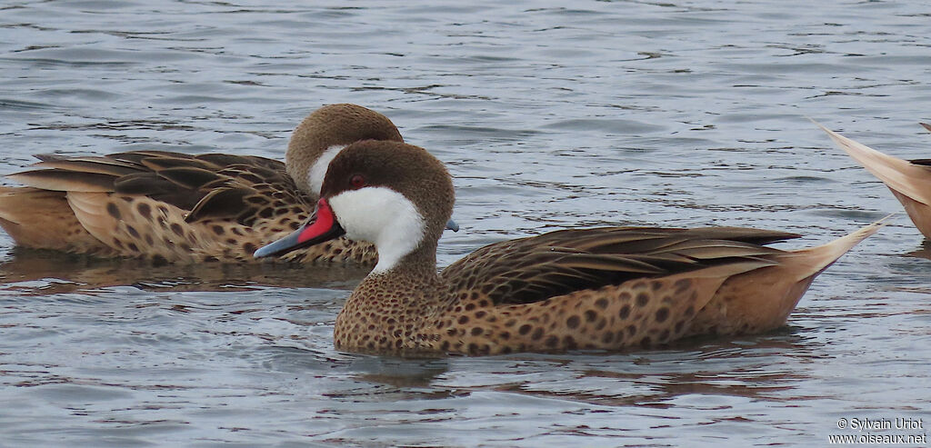 White-cheeked Pintail male adult