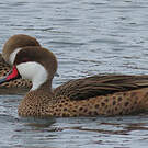 Canard des Bahamas
