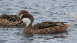 White-cheeked Pintail