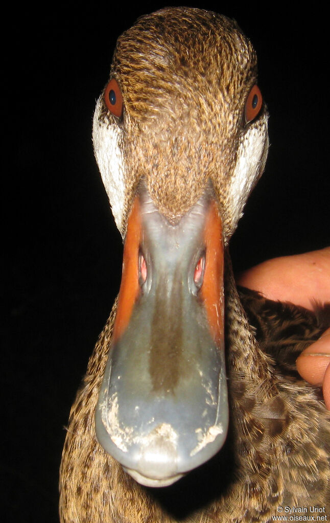 White-cheeked Pintailadult