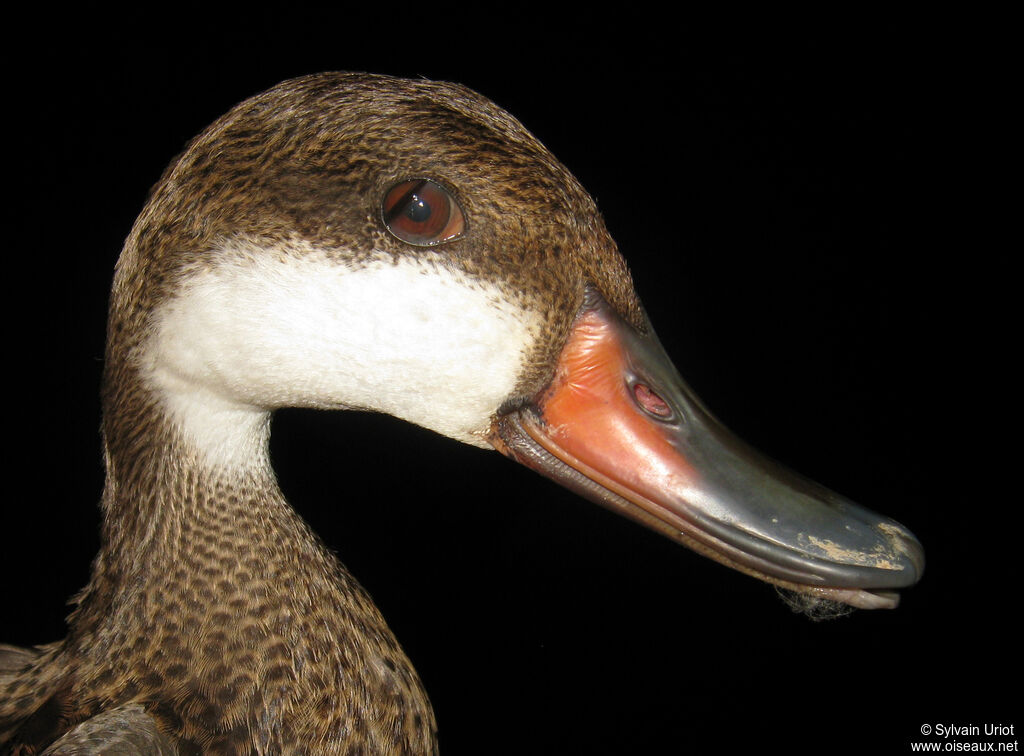 White-cheeked Pintailadult