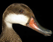 White-cheeked Pintail