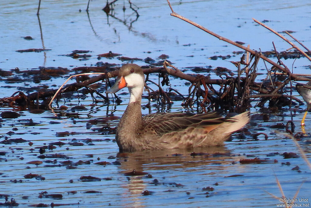 White-cheeked Pintailadult