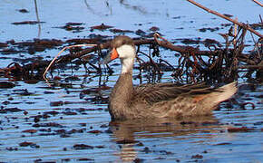 White-cheeked Pintail