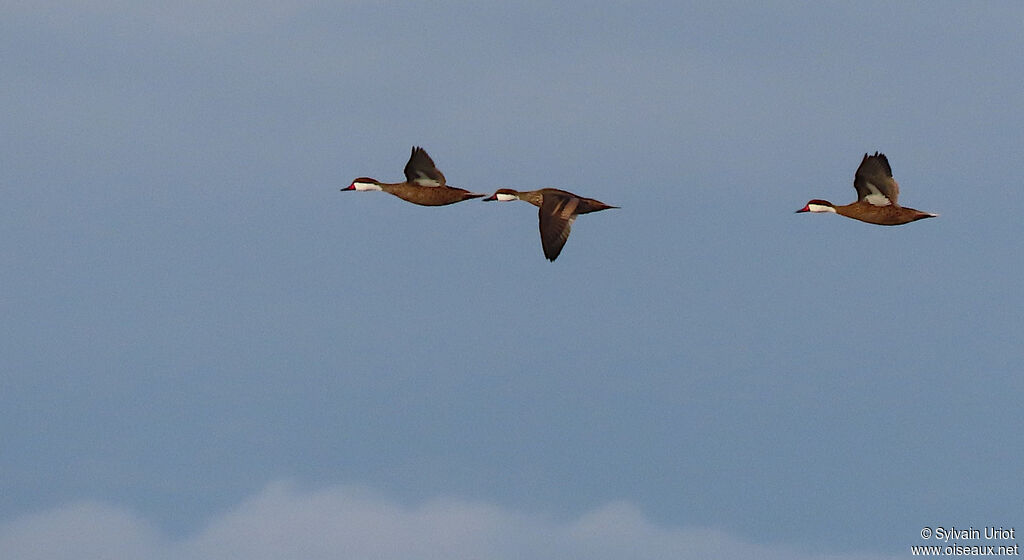 Canard des Bahamasadulte