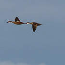 Canard des Bahamas