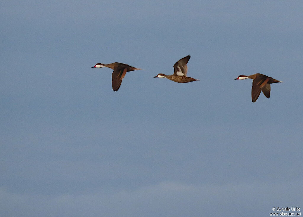 White-cheeked Pintail