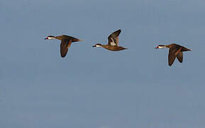 White-cheeked Pintail