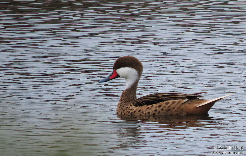 White-cheeked Pintail male adult