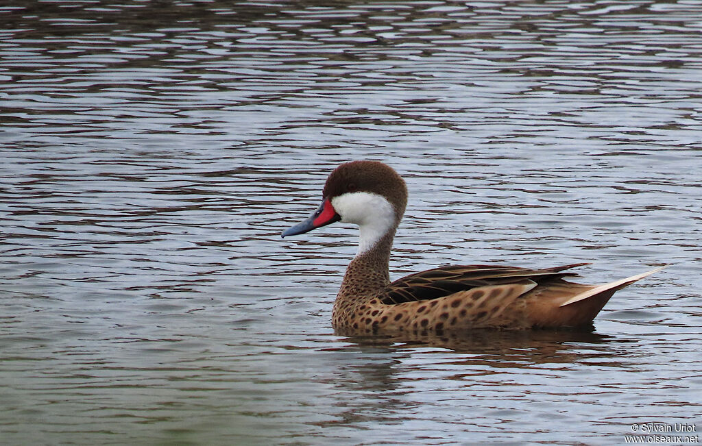 Canard des Bahamas mâle adulte