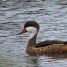 Canard des Bahamas