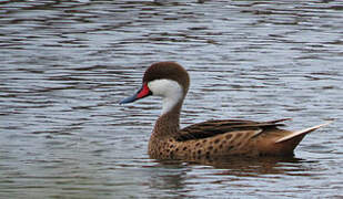 White-cheeked Pintail