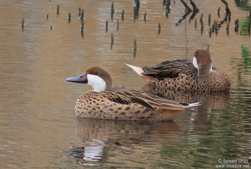 White-cheeked Pintail female adult