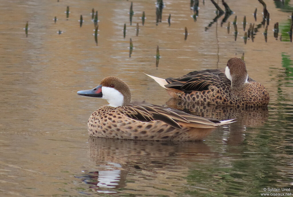 Canard des Bahamas femelle adulte