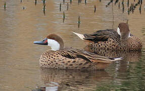 White-cheeked Pintail