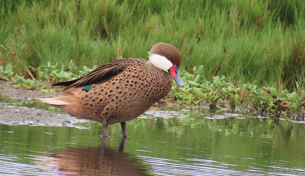 White-cheeked Pintail male adult