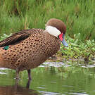 Canard des Bahamas