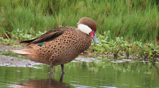 White-cheeked Pintail