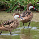 Canard des Bahamas