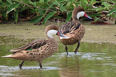 Canard des Bahamas