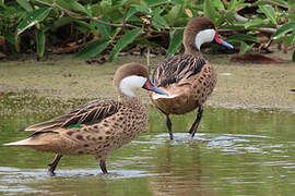 White-cheeked Pintail