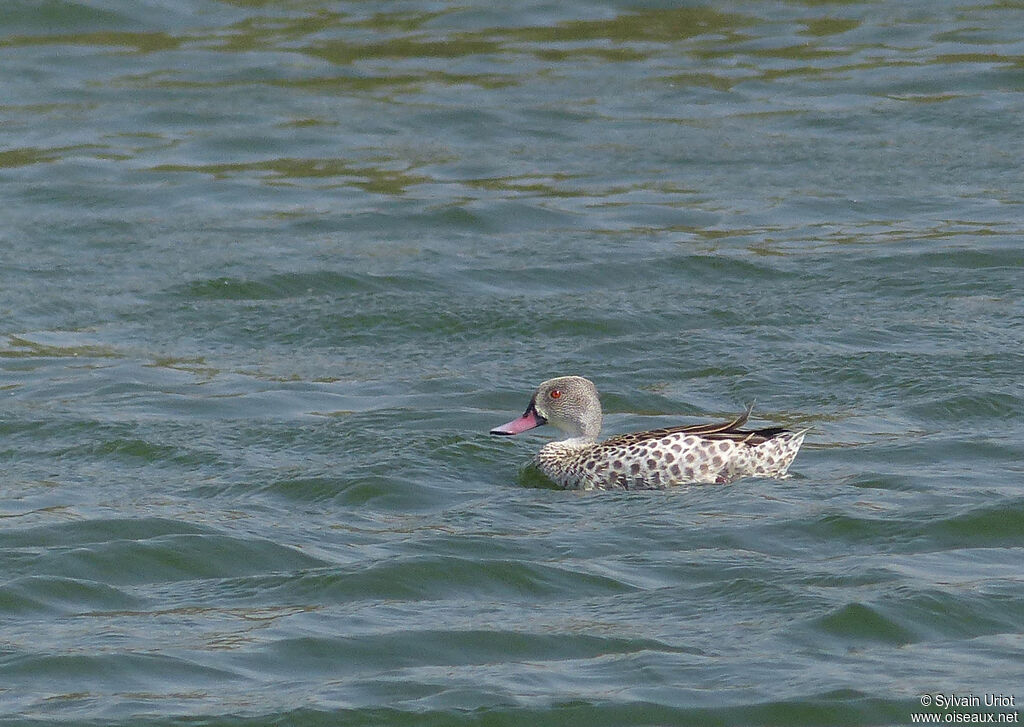 Canard du Capadulte