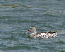 Cape Teal