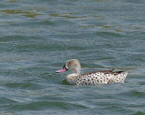 Canard du Cap